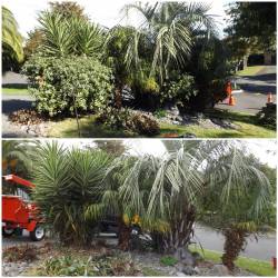 Tree Trimming Services In Palmerston North