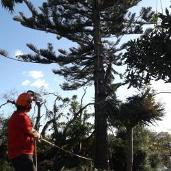 Formative Tree Pruning in Palmerston North, NZ