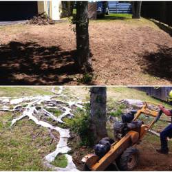 Tree Cutting Services In Palmerston North
