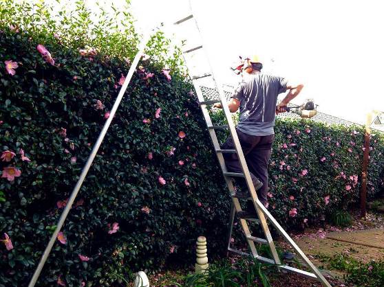 Hedge Pruning & Hedge Trimming In Palmerston North, NZ