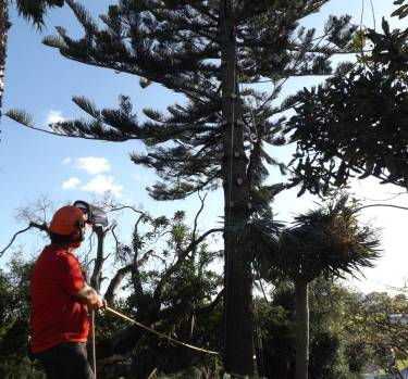 Tree Removal, Tree Cutting & Tree Felling In Palmerston North, NZ