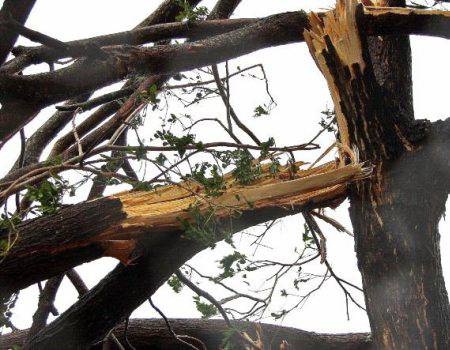 Storm Damage Clean Up & Tree Services in Palmerston North