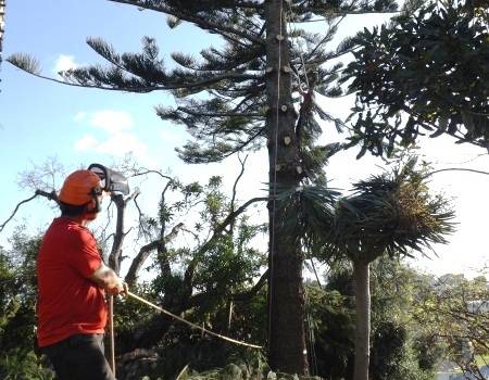 Tree Removal & Tree Services in Palmerston North